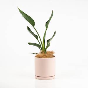 Bird of Paradise Plant