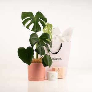 Monstera Plant (FREE Coconut Blend Candle)