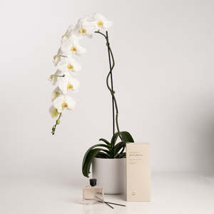 White Phalaenopsis Orchid Plant