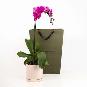 Phalaenopsis Fuchsia Orchid Plant