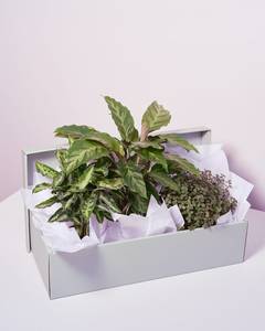 Indoor Plant Gift Box – Trio of Easy-Care Houseplants
