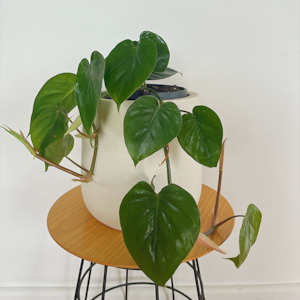 Products: Heartleaf Philodendron