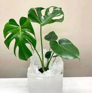 Monstera Deliciosa