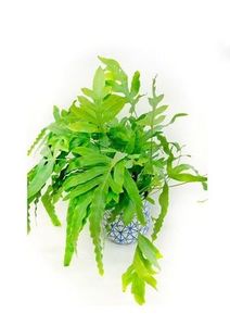 Products: Phlebodium Blue Star in Pot, Plants Flowers By Joanne