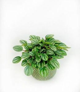 Products: Peperomia Royal Princess in pot, Plants Flowers By Joanne