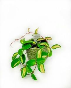 Hoya Krimson Princess in Pot, Plants Flowers By Joanne