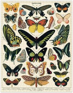 Cavallini & Co Vintage Puzzle Butterflies 1000 Pce, Cards and Books Flowers By Joanne