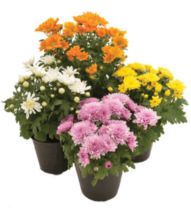 Products: Chrysanthemum in pots - assorted colours, Plants Flowers By Joanne