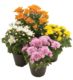 Chrysanthemum in pots - assorted colours, Plants Flowers By Joanne