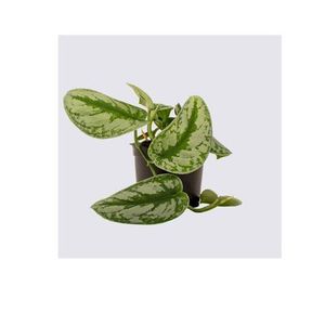 Epipremnum Trebie (Pictus), Plants Flowers By Joanne