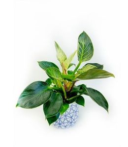 Products: Philodendron Birkin in Pot, Plants Flowers By Joanne