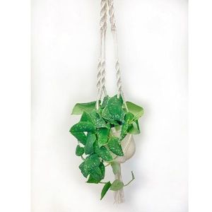 Satin Pothos, Plants Flowers By Joanne