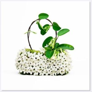 Products: Greeting Card - Stephanotis Bag, Cards and Books Flowers By Joanne