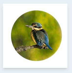 Products: Greeting Card-Just Perching, Cards and Books Flowers By Joanne