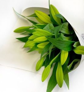 Christmas: Christmas Lily, Christmas Flowers By Joanne