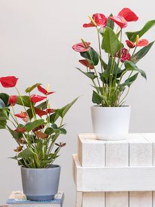 Plants H: Anthurium potted plant (H)