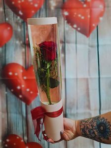 Single rose in cylinder