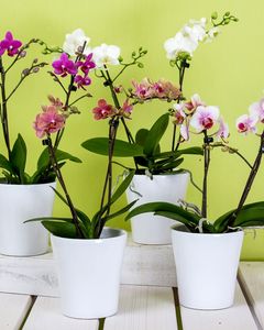 Plants: Mini Orchid Plant in Ceramic Pot