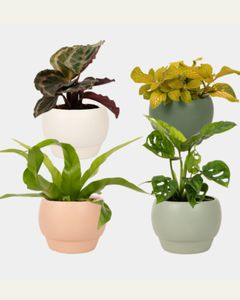 Plants: Foliage Plant in Ceramic Pot
