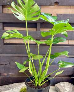 Plants 1: Marvelous Monstera