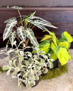 Plants 1: Small but Supple