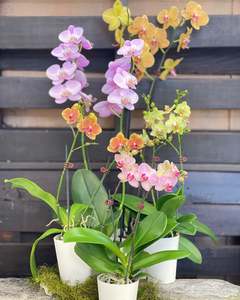 Plants 1: Orsum Orchid