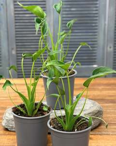 Plants 1: Alocasia - Tiny Dancer