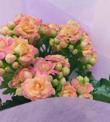 Plants: Kalanchoe Plant