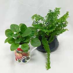 Anniversary: Potted Indoor Plant