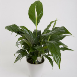 Plants: Peace Lily Plant