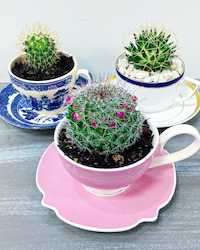 Plants: China Potted Cactus
