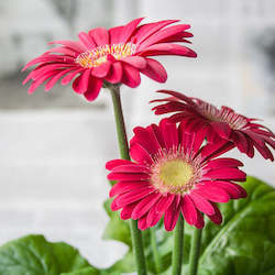 Gerbera Plant