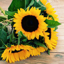Flowers: Sunflowers