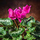 Cyclamen Plant