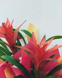 Bromeliad