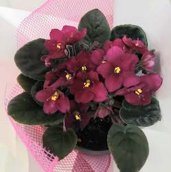 Plants: African Violet Plant