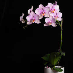 Phalaenopsis Orchid Plant