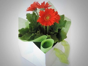 Products: Gerbera Plant in a bag