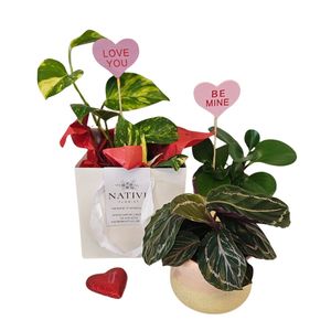 Little Love Plants