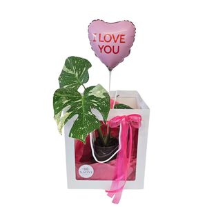 Valentines Day: Plant Lover - Monstera Thai Constellation