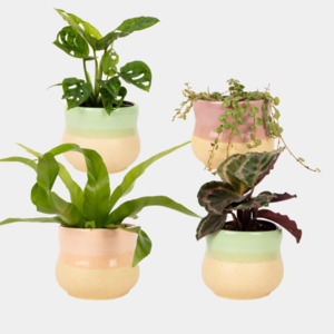 Gifts: Little Leaf Collection