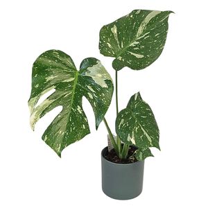 Gifts: Monstera Thai Constellation