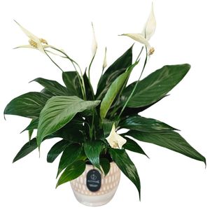 Peace Lily
