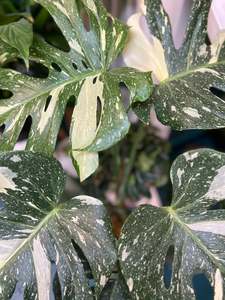 Foliage Plants