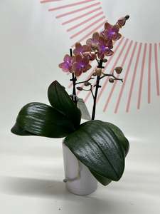 Potted Phalaenopsis Orchid