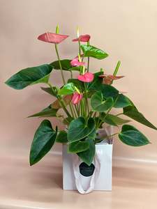 Plants: Flowering Indoor Plants