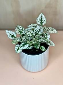 Plants: Small Hypoestes and Fittonia