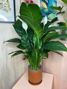 Plants: Potted Peace Lily