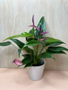 Plants: Small Potted Anthurium