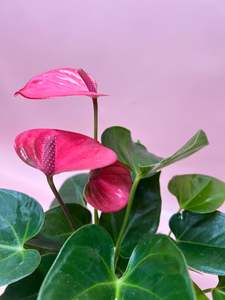 Potted Plant Anthurium